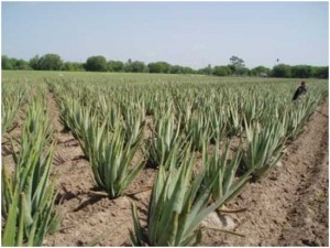 Plantage med aloevera